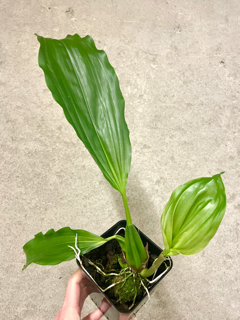 Coelogyne xyrekes plant for sale