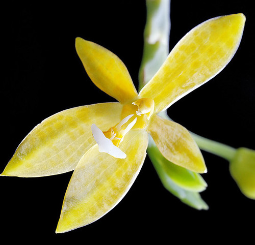 Phalaenopsis cornu-cervi v. flava | SapphireChild Orchids