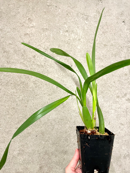 Miltonia spectabilis example of plants or sale
