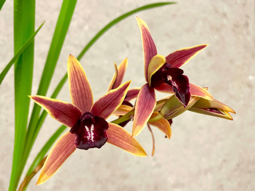 Cymbidium Aussie Dreamtime 'Pakkret' example flower photo