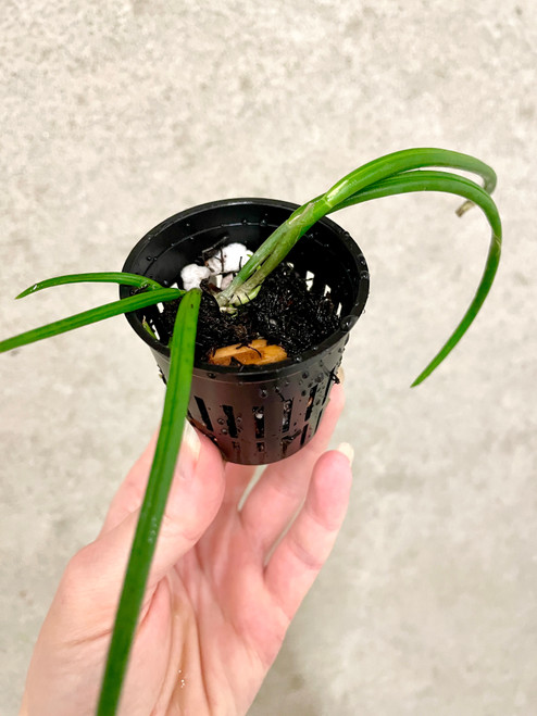 Leptotes Pat Thurtle (bicolor x pohlitinocoi) example of plants for sale