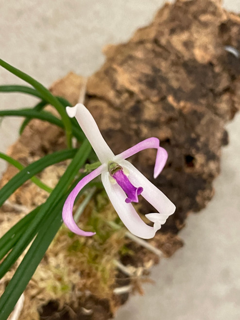 Leptotes Pat Thurtle (bicolor x pohlitinocoi) example flower photo