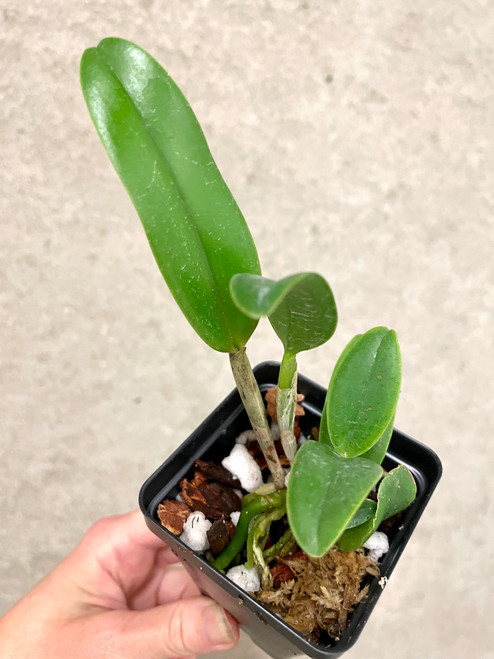 Newly Added Plants | SapphireChild Orchids at Julia Redman Art