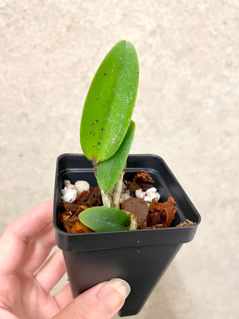 Newly Added Plants | SapphireChild Orchids at Julia Redman Art