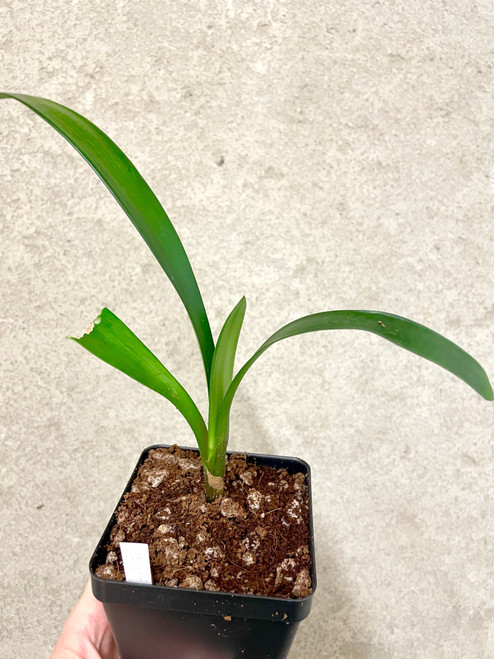 Newly Added Plants | SapphireChild Orchids at Julia Redman Art