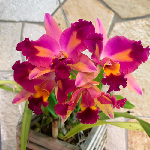 Ctt. Tropical Aurora 'PGC' - the parent of the seedlings available for sale