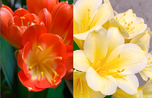 Example flower photo showing the parents of this cross.  Pod parent (left, orange) and pollen parent (right, yellow)