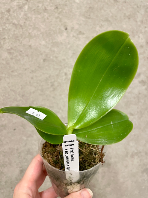 Phal bellina plants for sale