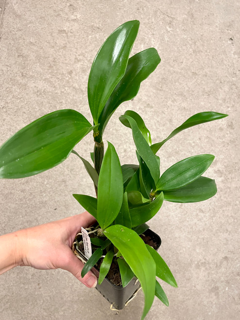 Dendrobium Rosy Cluster (farmeri x amabile) example of plants for sale