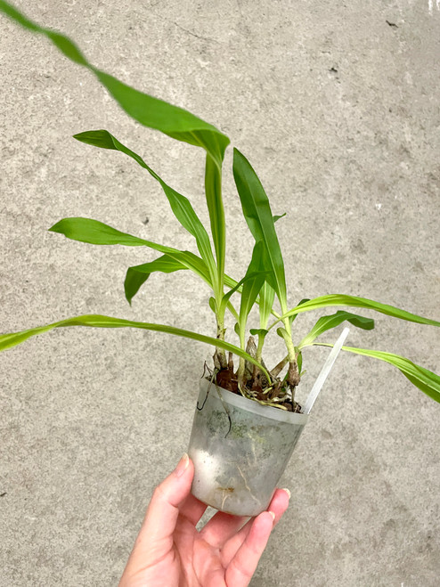 Ancistrochilus rothschildanus example of plants for sale