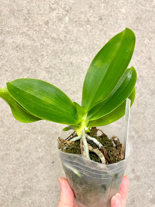 Phal reichenbachiana for sale