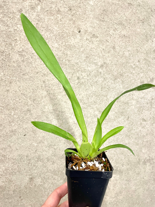 Miltonia Breathless 'Florence' example of plants for sale