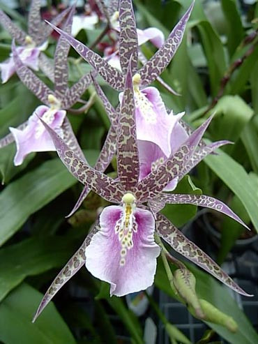 Bratonia Charles M Fitch 'Izumi' | SapphireChild Orchids