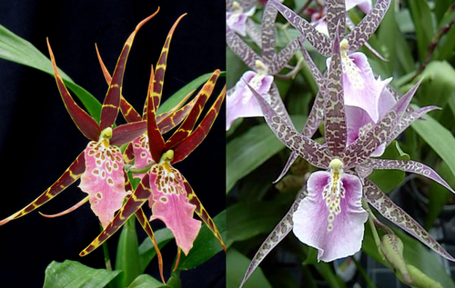 Bratonia Lavender Kiss 'Lavender Taffy' | SapphireChild Orchids
