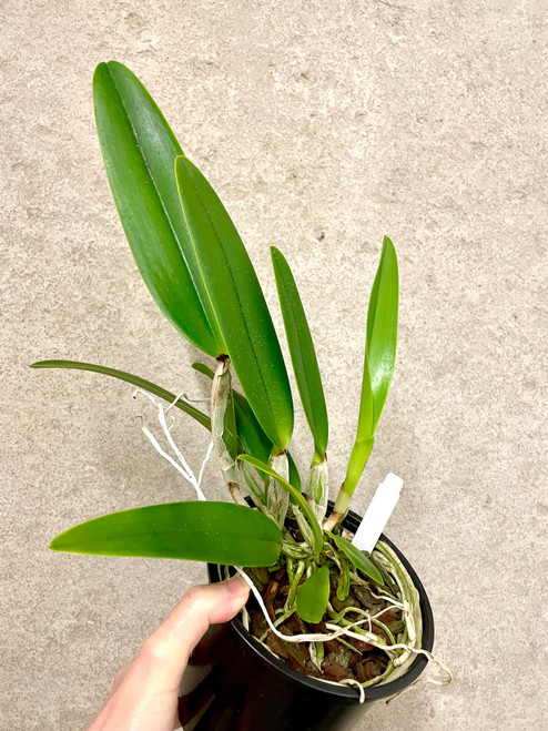 Newly Added Plants | SapphireChild Orchids at Julia Redman Art