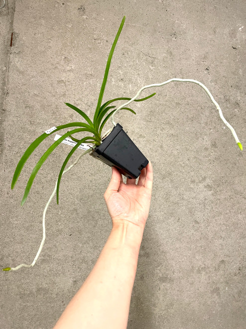 Charity Auction | Vanda Kupperi alba (lamellata x sanderiana) | SapphireChild Orchids