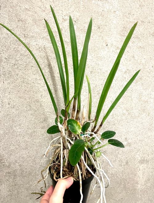 Mixed Combo pot Cattleya with Dorstenia | SapphireChild Orchids
