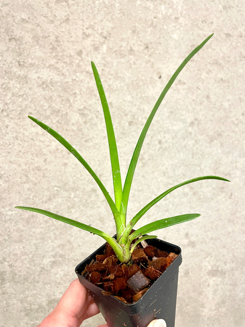 Cymbidium Hanalei alba  x canaliculatum var. sparkesii example of plants for sale