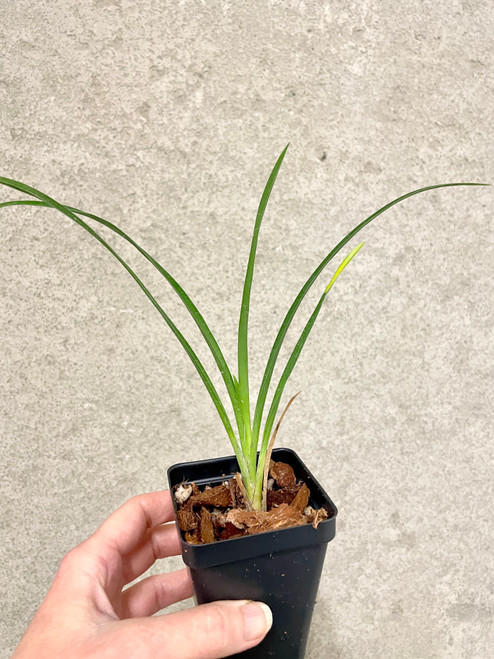 Cymbidium Green Bean x Don Wimber example of plants for sale