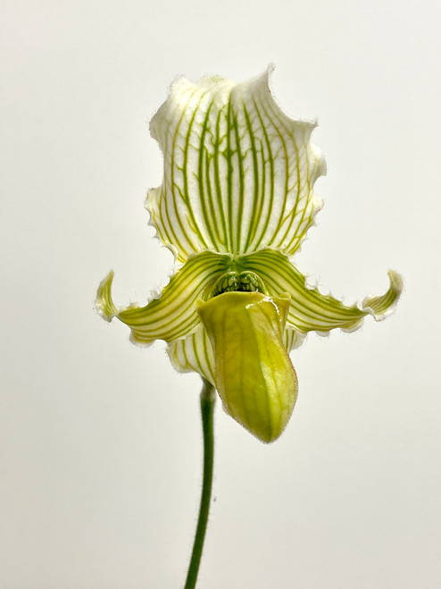 Example flower photo