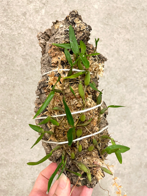 Encyclia polybulbon | dwarf species | SapphireChild Orchids