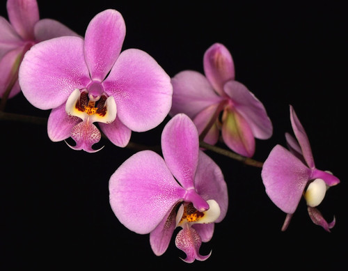 example flower photo Phalaenopsis schilleriana