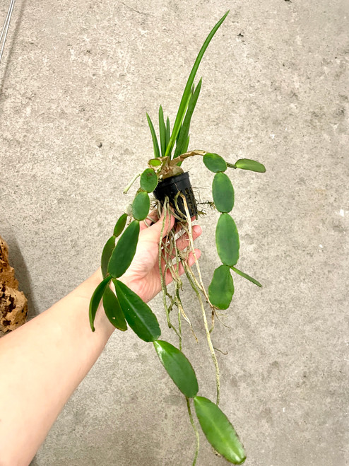 Brassavola nodosa with Christmas Cactus | mixed planting | SapphireChild Orchids