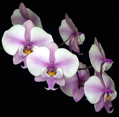 Phalaenopsis schilleriana flamea example flower photo