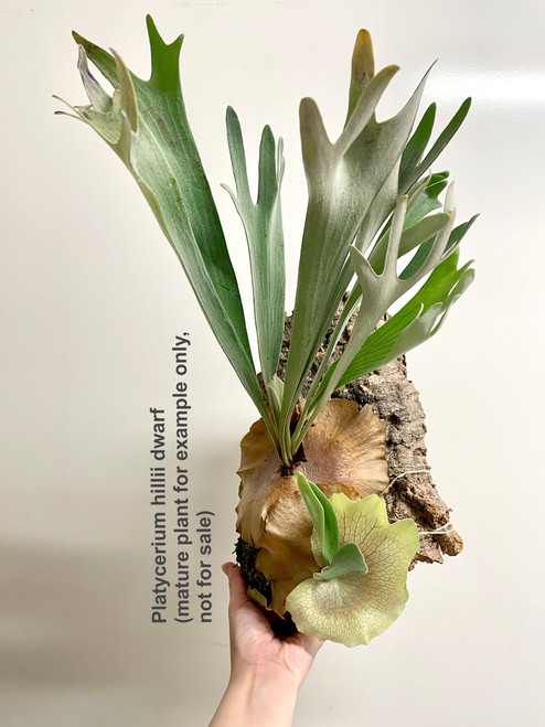 Platycerium hillii dwarf, example of mature plant mounted on cork showing also a pup.  This plant is not for sale, only for example of how this variety looks when mature.