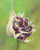 Purple Pips | Portrait of a blooming Garlic Scape | Original Art by Julia Redman
