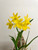 Cattleytonia Why Not yellow form example flowers