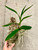 Ctna Why Not - 4N Yellow Form | SapphireChild Orchids