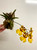 Equitant Oncidium Hybrid | Dwarf Orchid | SapphireChild Orchids