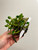 Dendrobium quadrangulare plant for sale