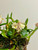 Dendrobium quadrangulare example flowers