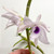 Dendrobium anosmum coerulea example flower