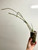 Dendrobium anosmum coerulea plants for sale