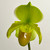 Example flower, Paph Mountain Lass