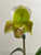 Example flower, Paph Mountain Lass