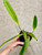 Cattleya eldorado 'Mt Ito' plant for sale Cattleya eldorado 'Mt Ito' plant for sale