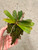Examples of Aerangis biloba plants for sale