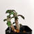 Euphorbia decaryi for sale