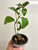 example of plants for sale Sinningia insularis