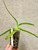 Example of Paph fairrieanum plants for sale