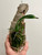 Macradenia multiflora | miniature species | SapphireChild Orchids