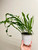 Campyloneurum angustifolium narrow strapfern example of plant for sale