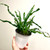 Campyloneurum angustifolium narrow strapfern example of plant for sale