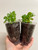 Sinningia bullata plants for sale