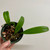 Example of plants for sale of Bulbophyllum patens