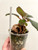 Sinningia iriae plant for sale